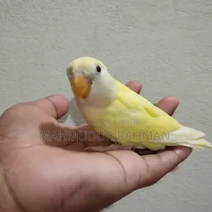 পোষা লাভ বার্ড