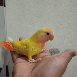 পোষা লাভ বার্ড