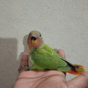 পোষা লাভ বার্ড