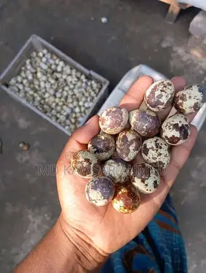জাম্বু কোয়েল পাখির বিজ ডিম হাতবদল হবে