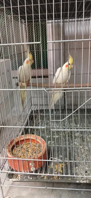 2 Pairs of Running Cockatiels