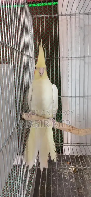 রানিং ককাটেল ২ পেয়ার
