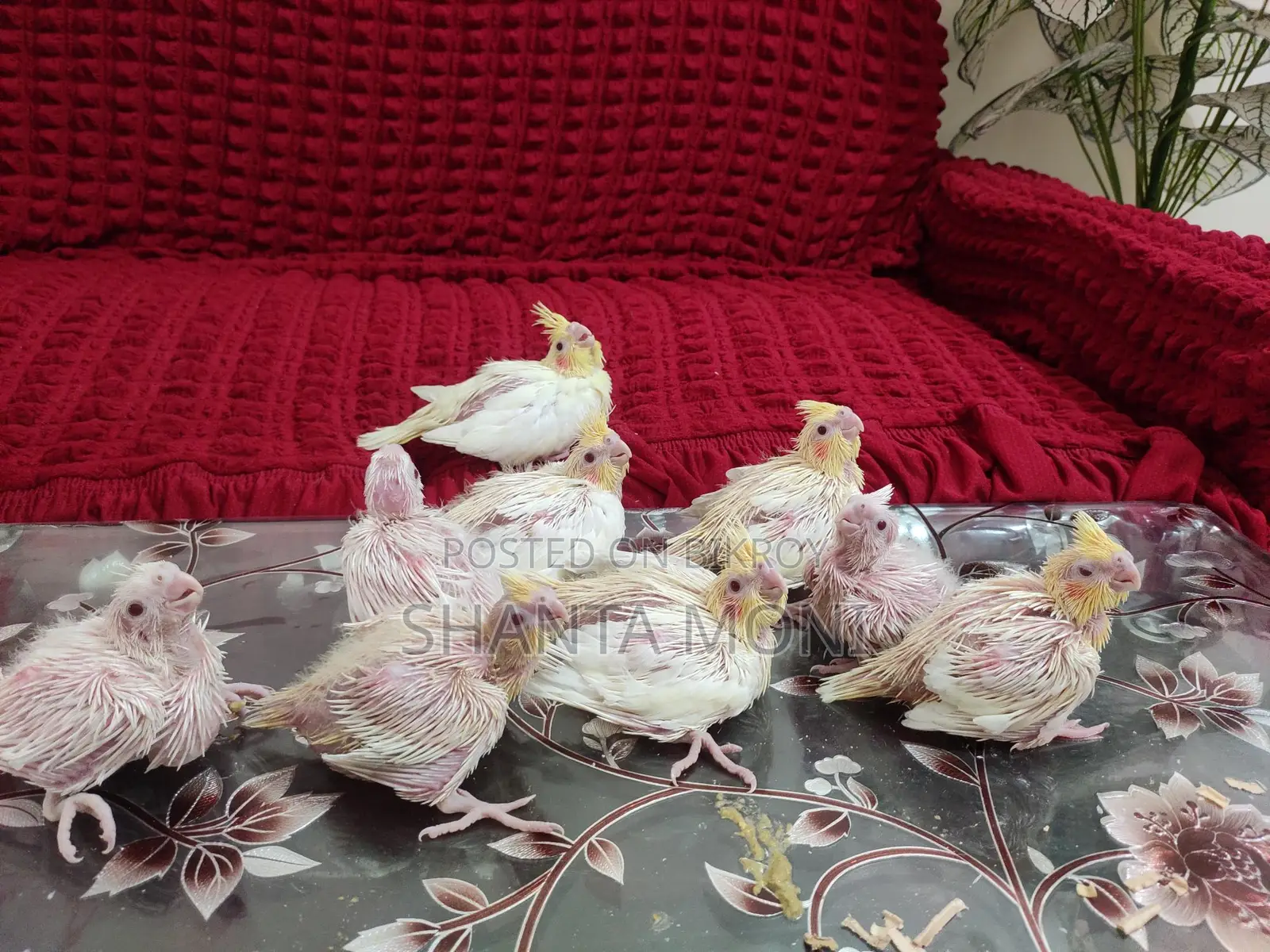 Cockatiel Bird