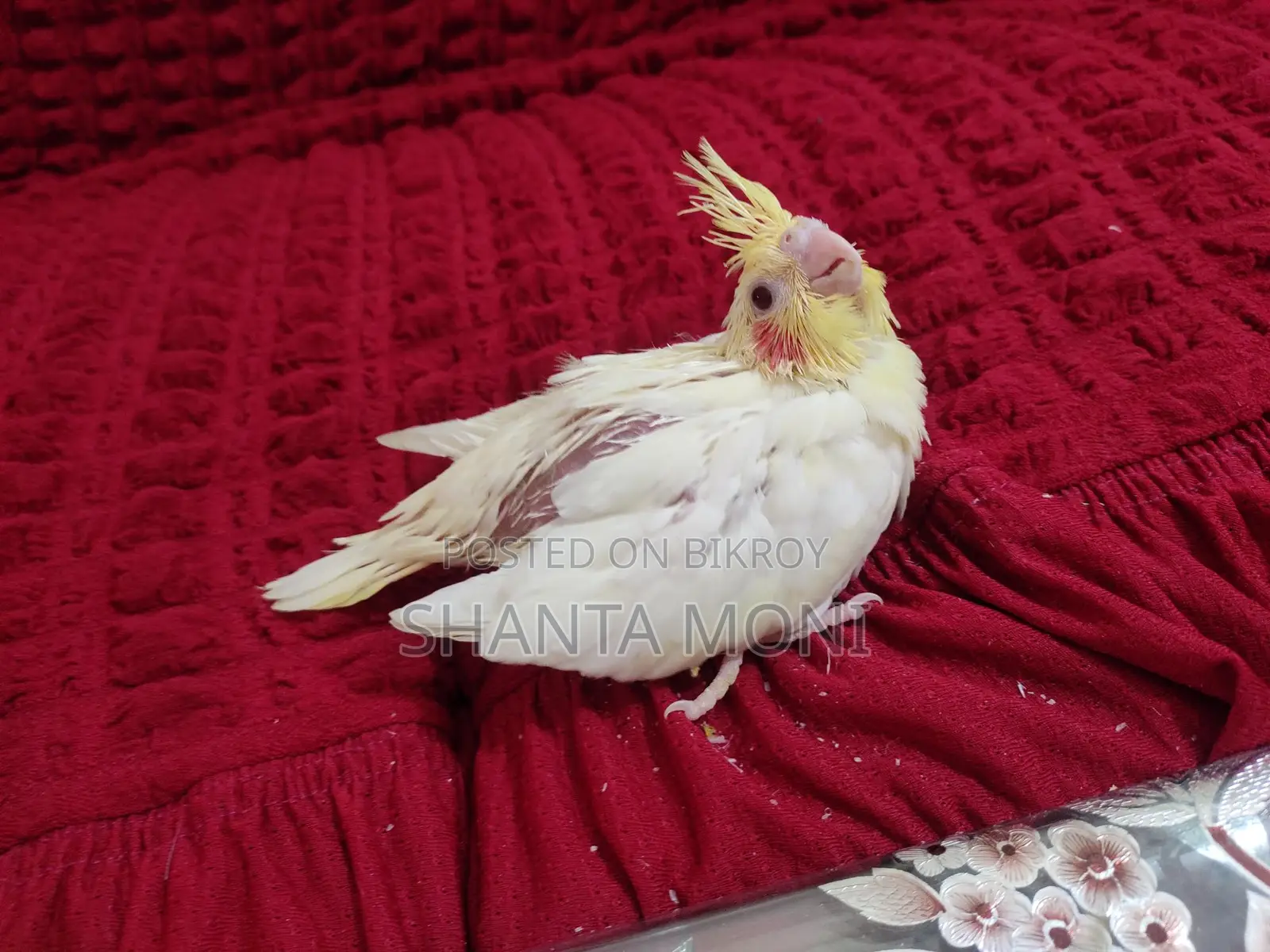 Cockatiel Bird