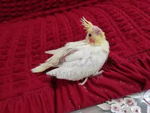 Cockatiel Bird