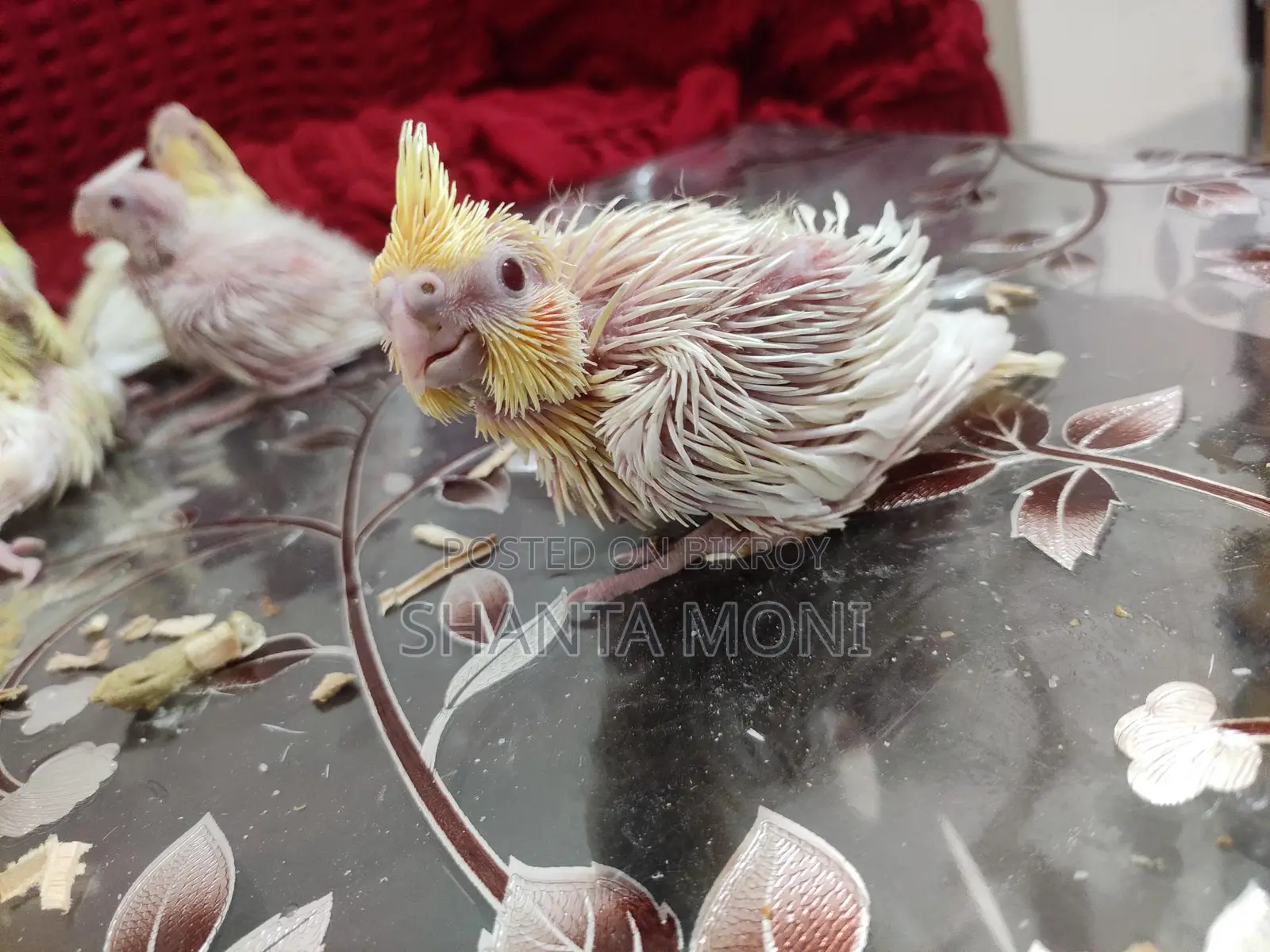 Cockatiel Bird