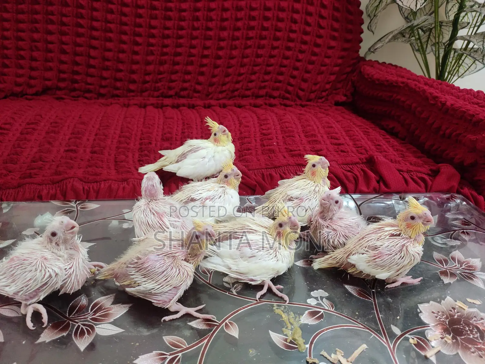 Cockatiel Bird