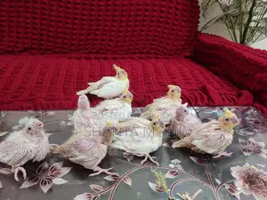 Cockatiel Bird