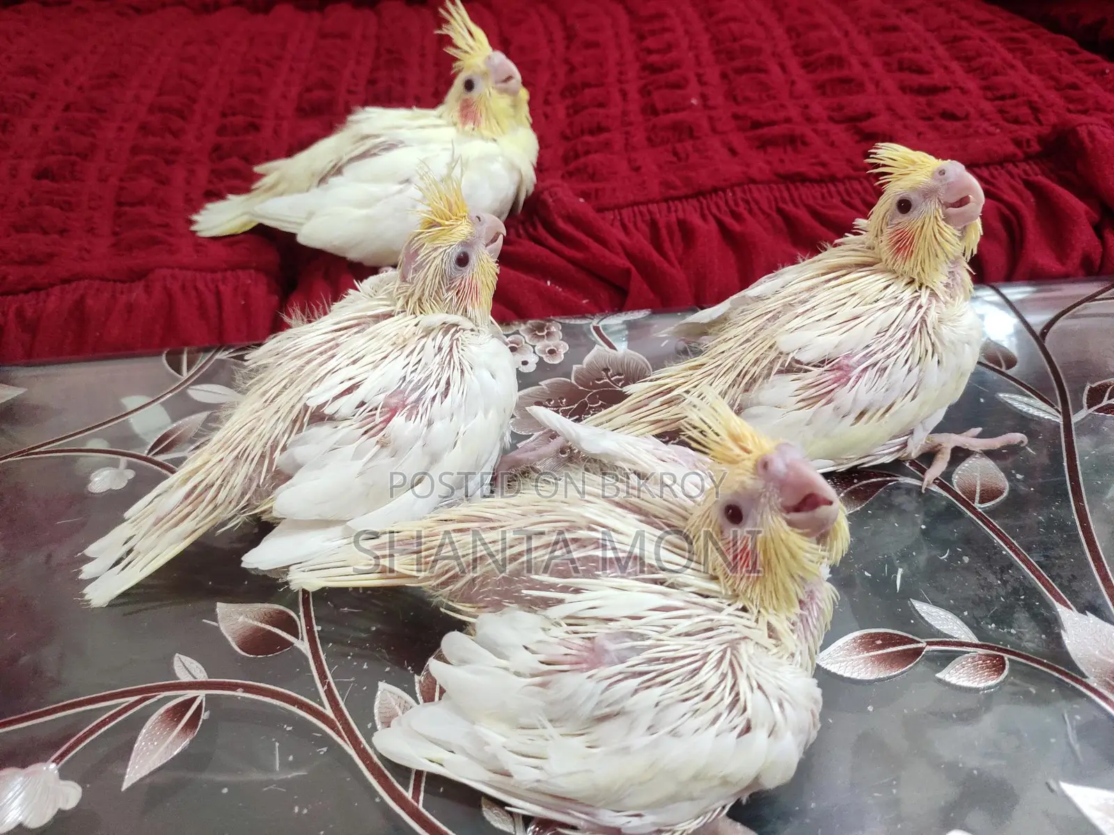 Cockatiel Bird