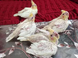Cockatiel Bird