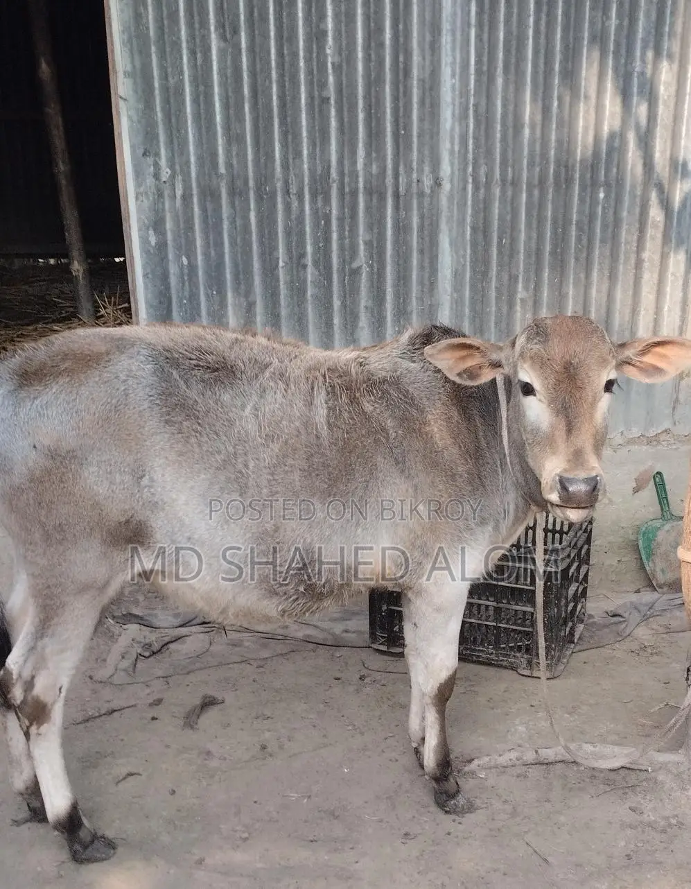 দেশী ষাঁড় বাছুর বিক্রি করবো