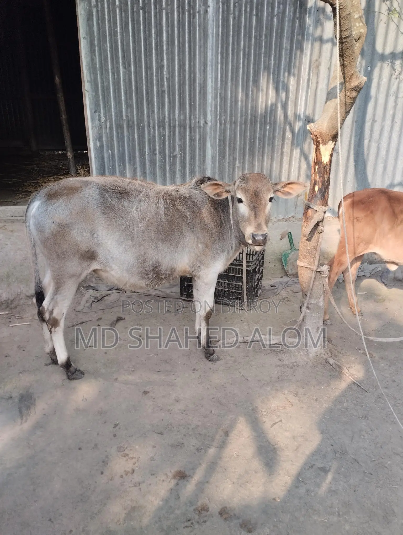 দেশী ষাঁড় বাছুর বিক্রি করবো