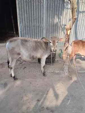 দেশী ষাঁড় বাছুর বিক্রি করবো