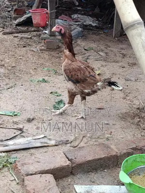 সরালির ডিম লাগলে নিতে পারেন