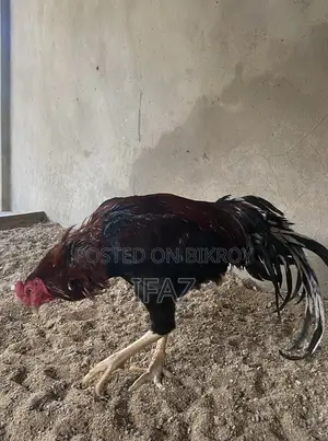 Indian Aseel Murga