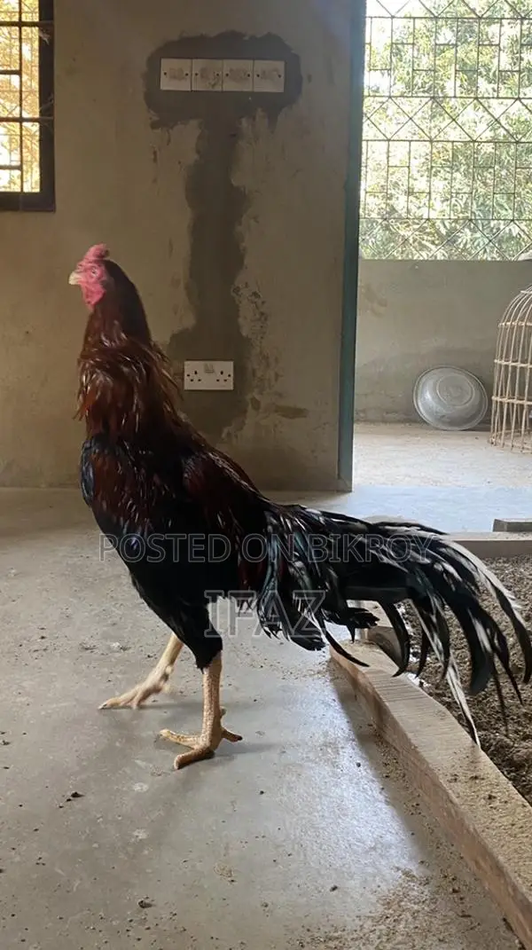 Indian Aseel Murga
