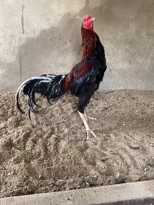 Indian Aseel Murga