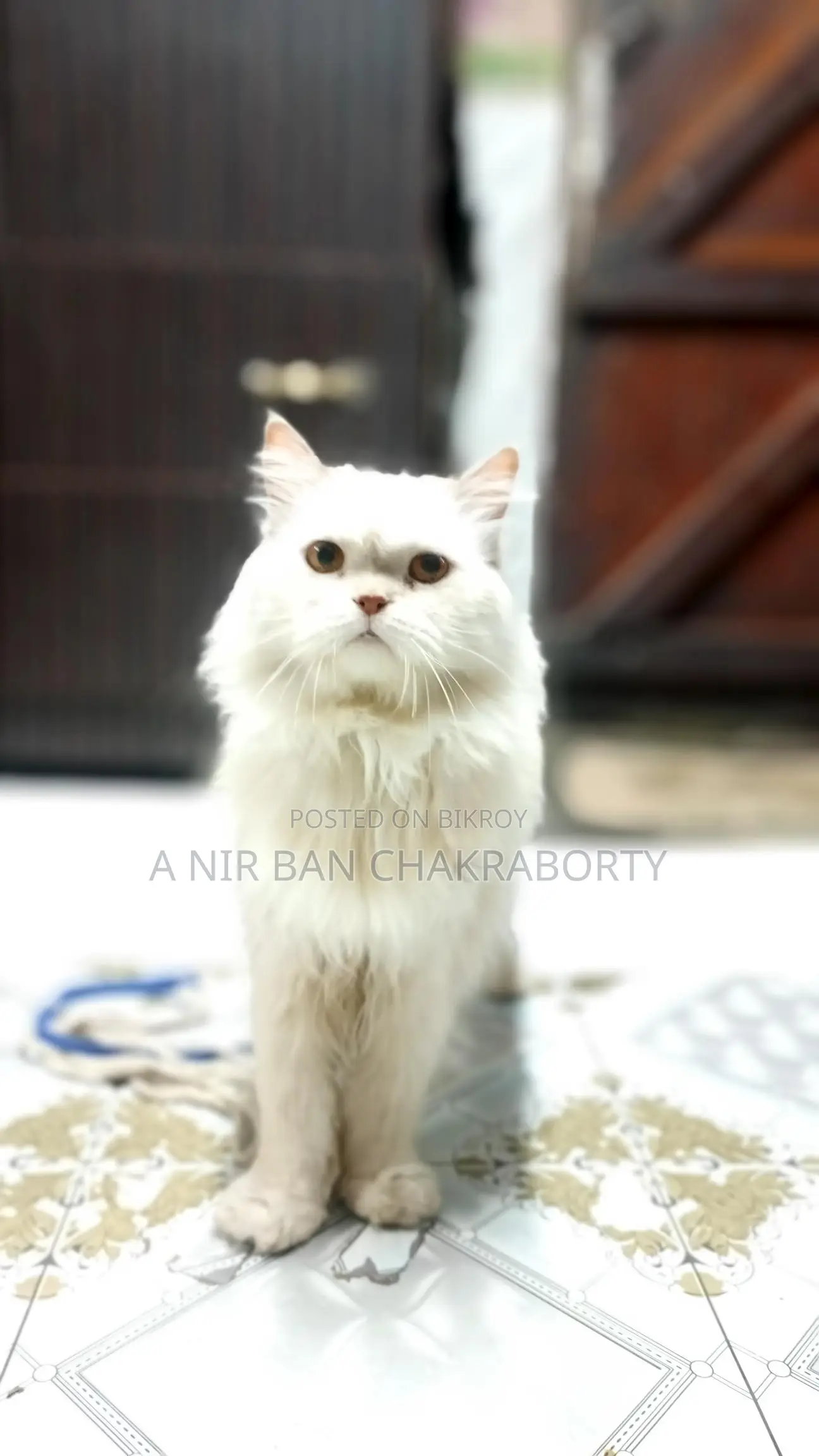 Cat for Sale