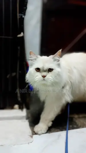 Cat for Sale