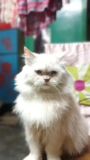 Cat for Sale