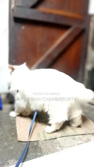 Cat for Sale