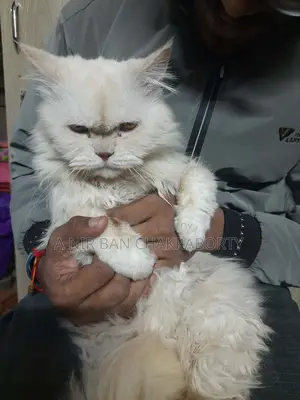Cat for Sale