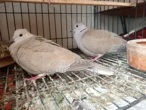Australian Dove অস্ট্রেলিয়ান ঘুঘু
