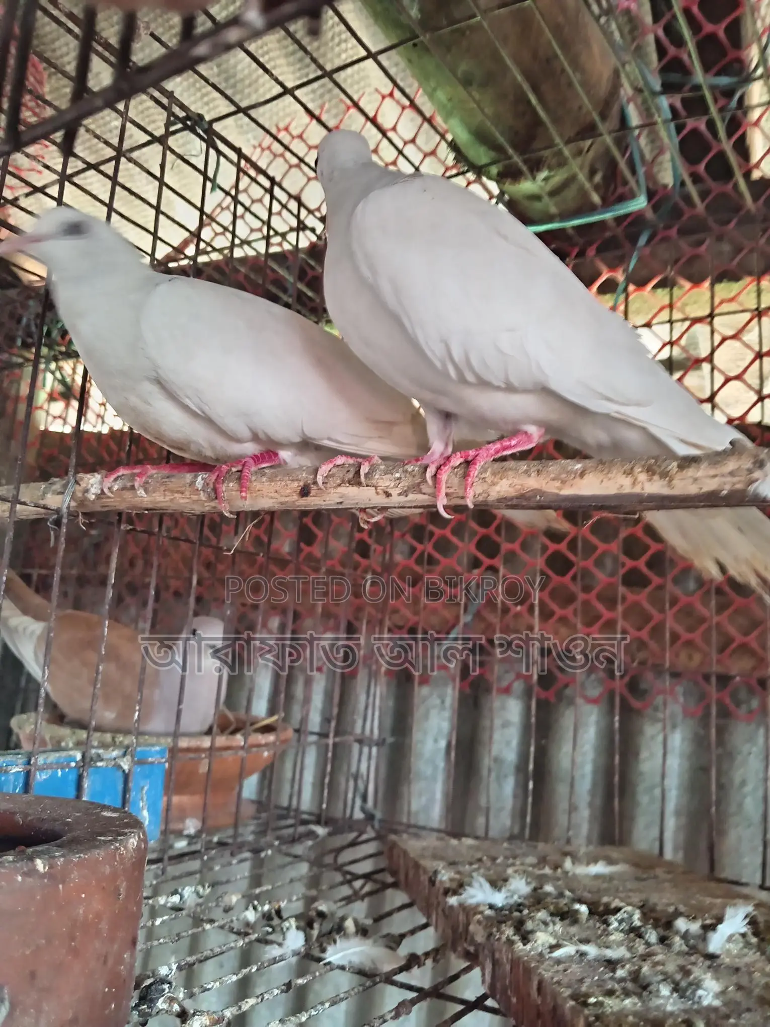 একজোড়া রানিং সাদা ঘুঘু বিক্রি হবে