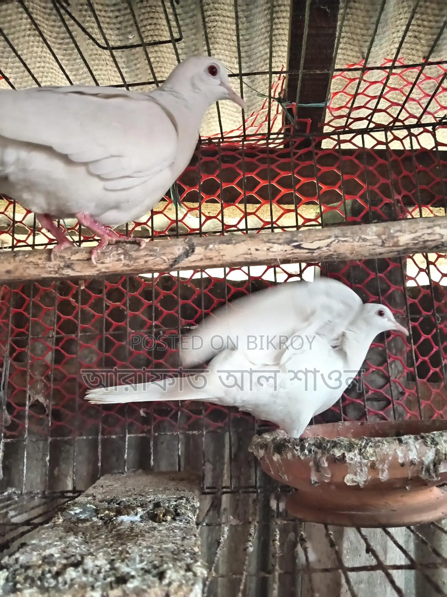 একজোড়া রানিং সাদা ঘুঘু বিক্রি হবে