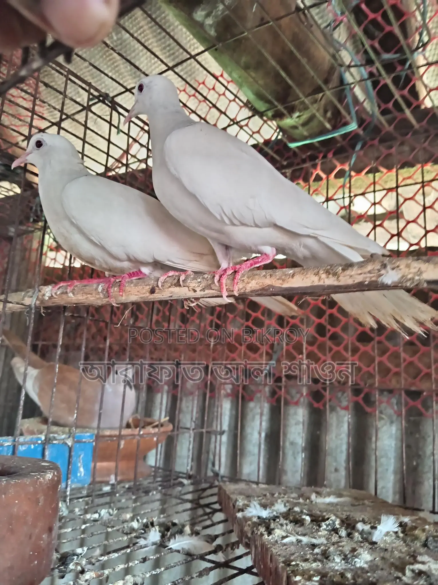 একজোড়া রানিং সাদা ঘুঘু বিক্রি হবে