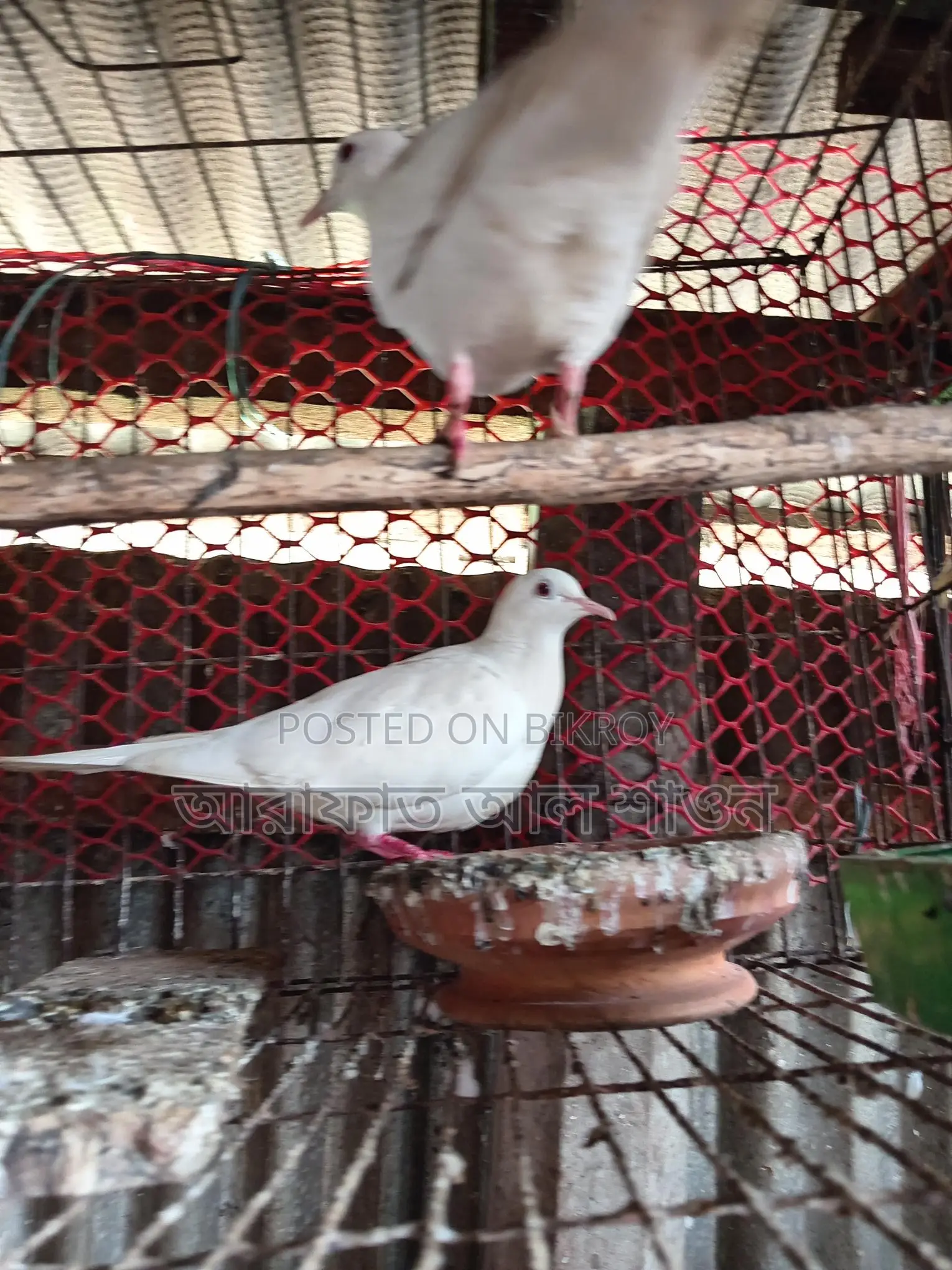 একজোড়া রানিং সাদা ঘুঘু বিক্রি হবে
