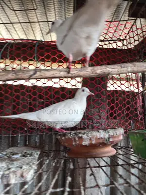 একজোড়া রানিং সাদা ঘুঘু বিক্রি হবে