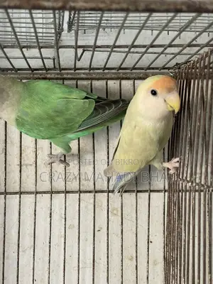 Lovebird