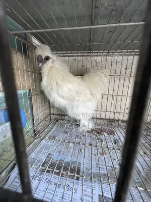 Silky Murgi