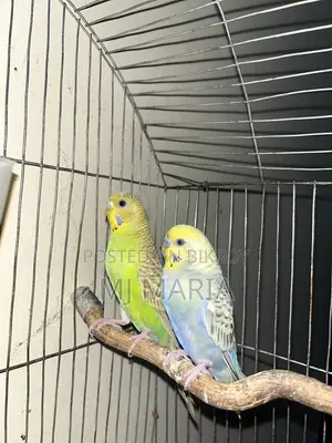 2 Budgerigars Birds Without Cage