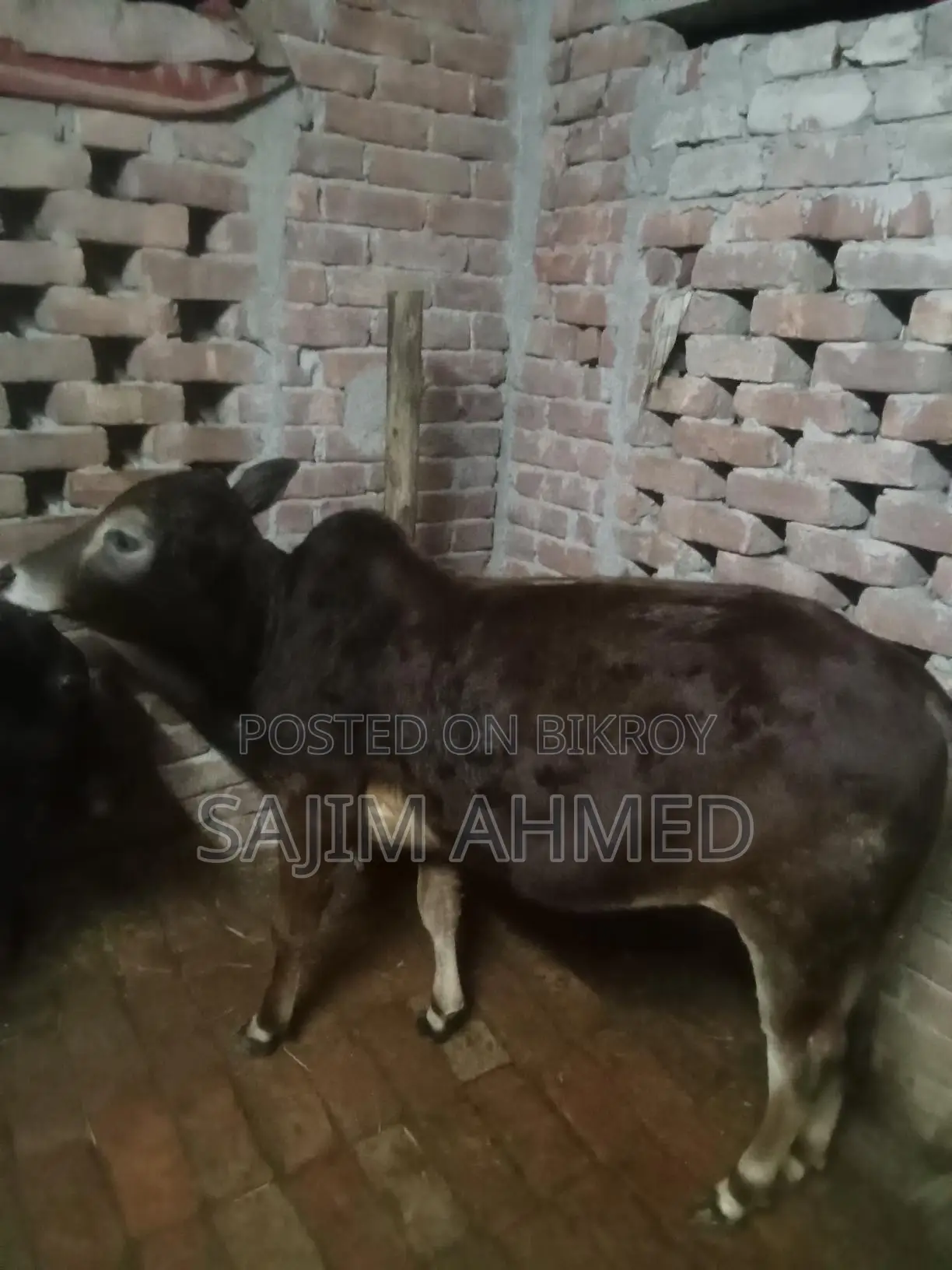 Aria Cow