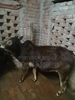 Aria Cow