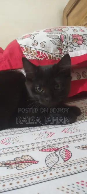 মিক্সড ব্রিড ফিমেল কিটেন