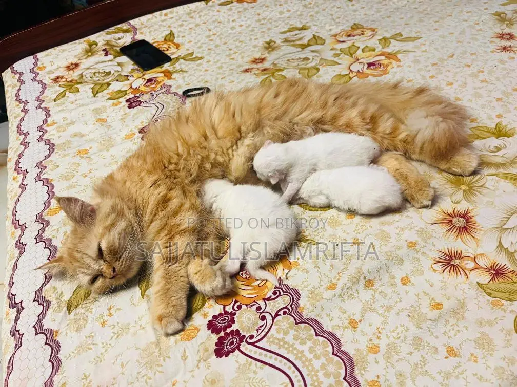 Persian cat