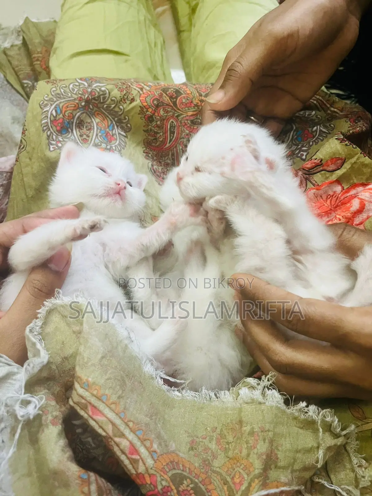 Persian cat