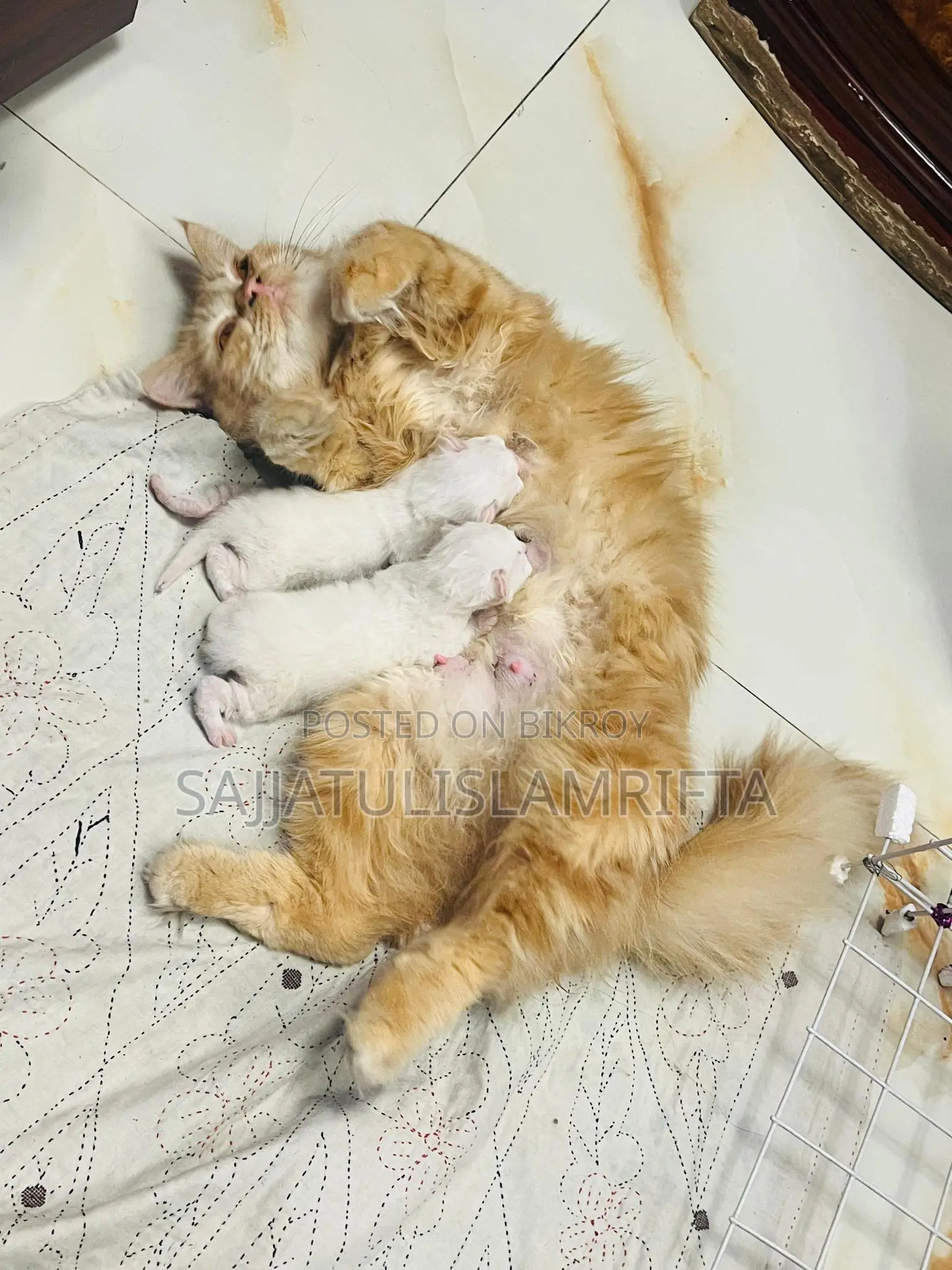 Persian cat