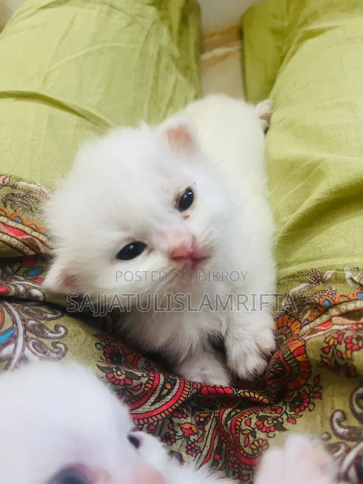 Persian cat