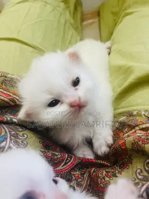 Persian cat