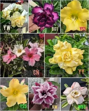 অ্যাডেনিয়াম Adenium Plants