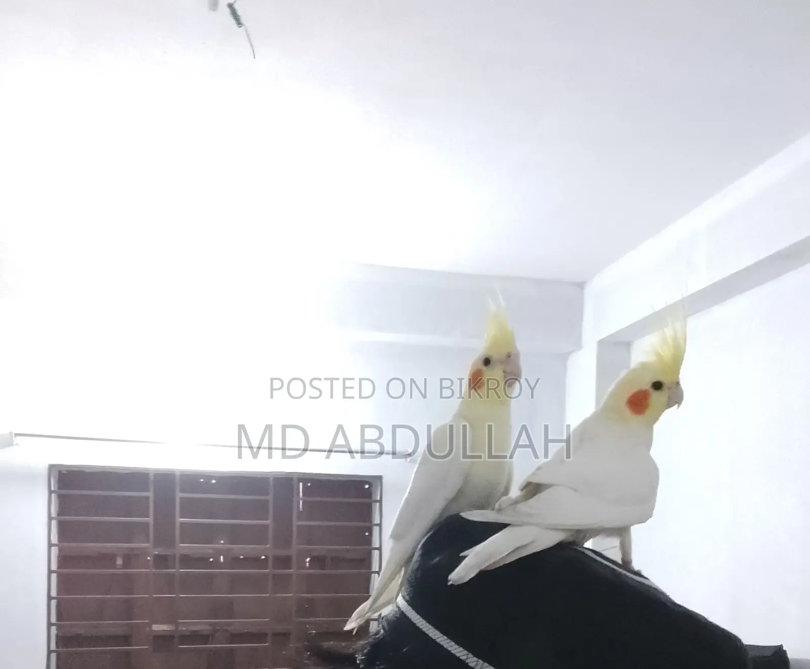 Lutino Kokatel Tame Baby