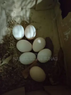 সেরেমা বিজের ডিম