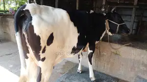 ৯১৩নং গাভী উন্নত জাতের।