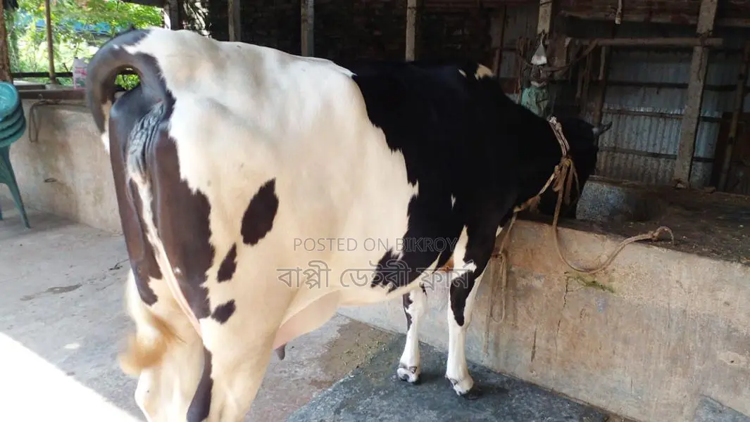 ৯১৩নং গাভী উন্নত জাতের।