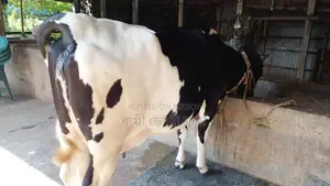 ৯১৩নং গাভী উন্নত জাতের।