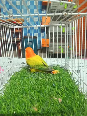 Love Bird